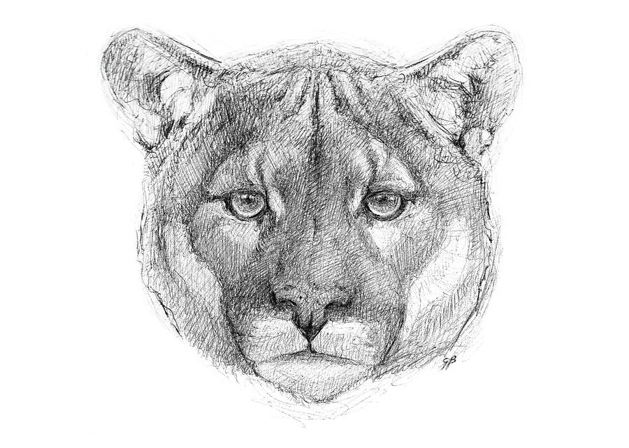 Mountain Lion Drawing by George Bumann