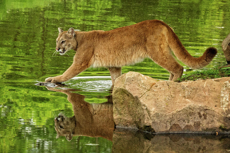 Mountain Lion in River Photograph by Steven Upton