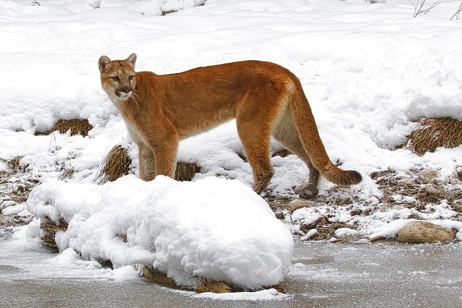Mountain Lion in Snow Photograph by Steve McKinzie