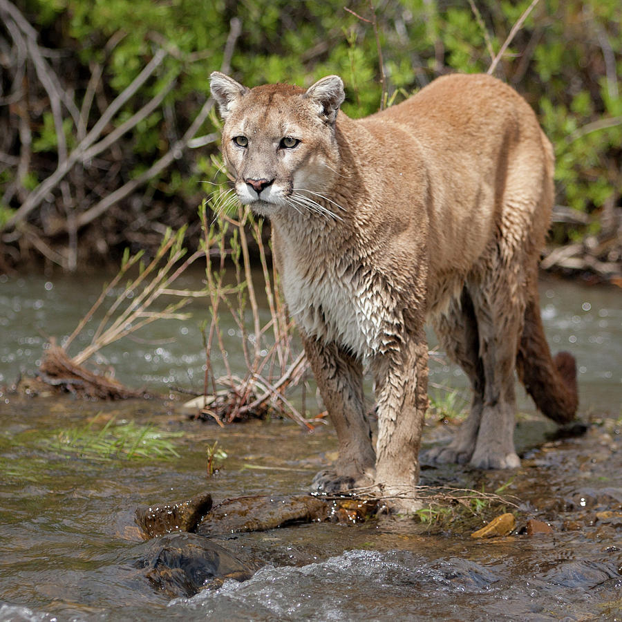 Mountain Lion in Stream Photograph by Jerry Fornarotto