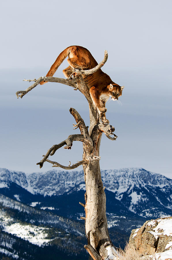 Mountain Lion in Tree Photograph by Scott Read