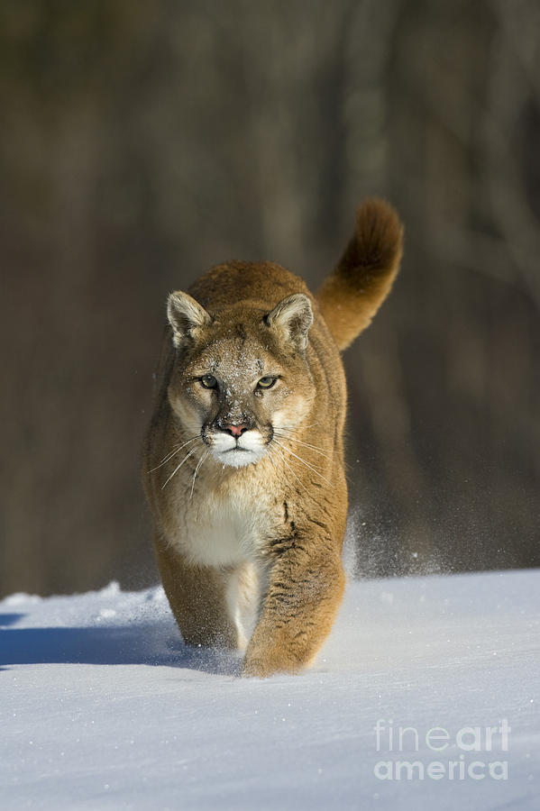 Wildlife Photograph - Mountain Lion by Jean-Louis Klein & Marie-Luce Hubert