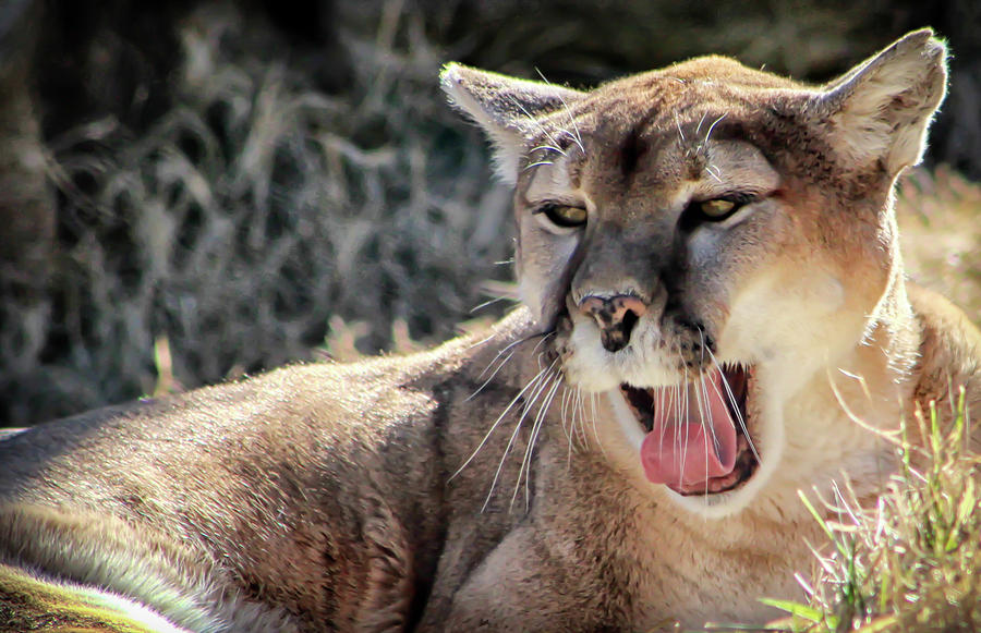 Mountain Lion Photograph by Karen Eubank - Fine Art America