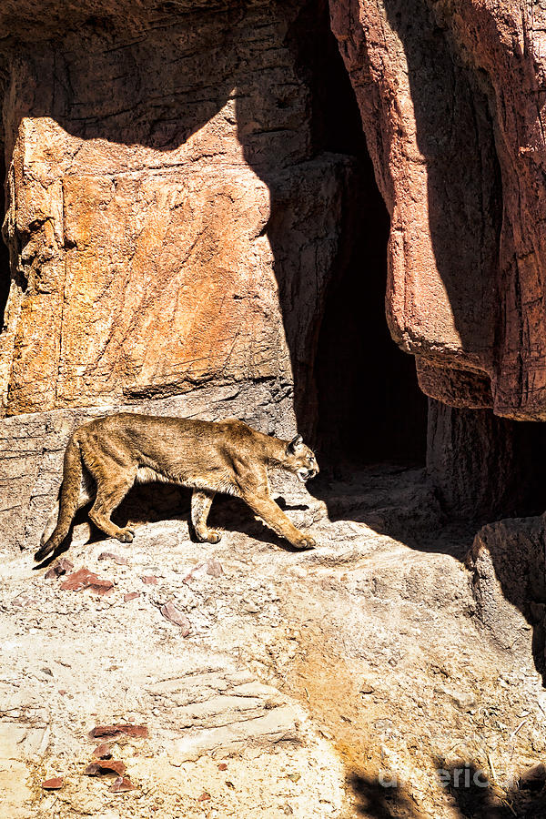 Mountain Lion Photograph by Lawrence Burry