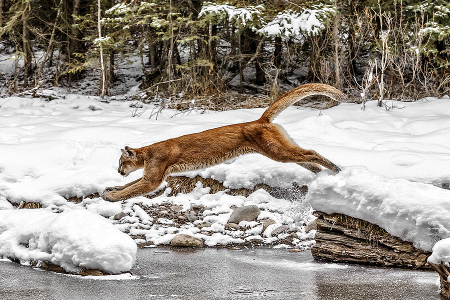 Mountain Lion Leap Photograph