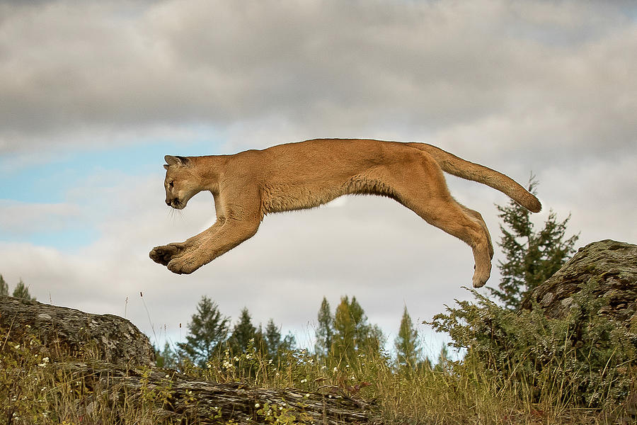 Mountain Lion Photograph by Mary Jo Cox
