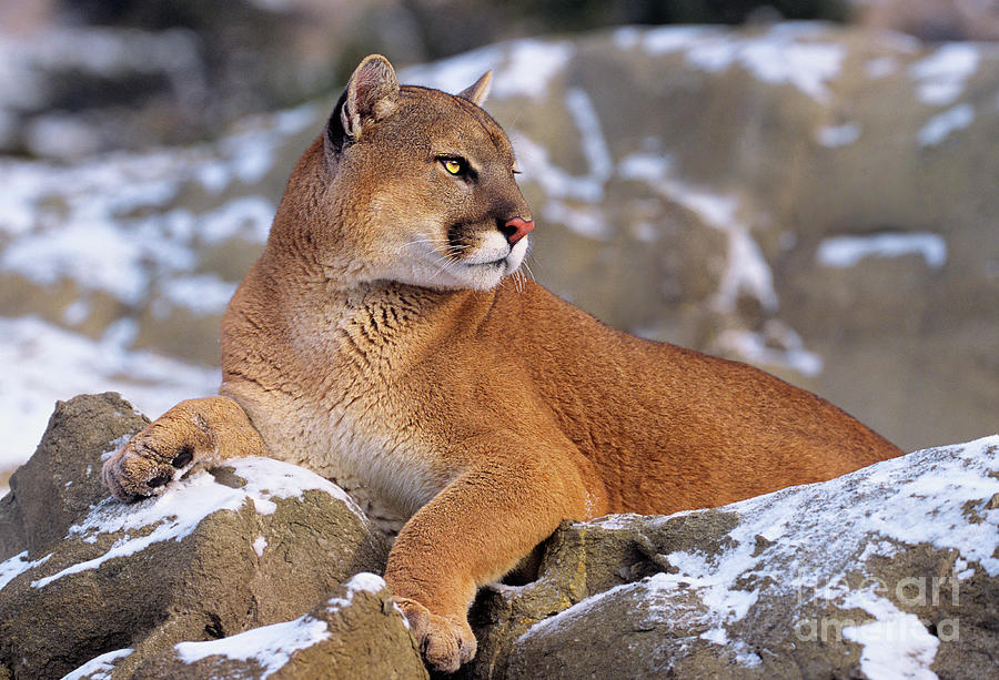 Mountain Lion on Snow-covered Rock Outcrop Photograph by Dave Welling