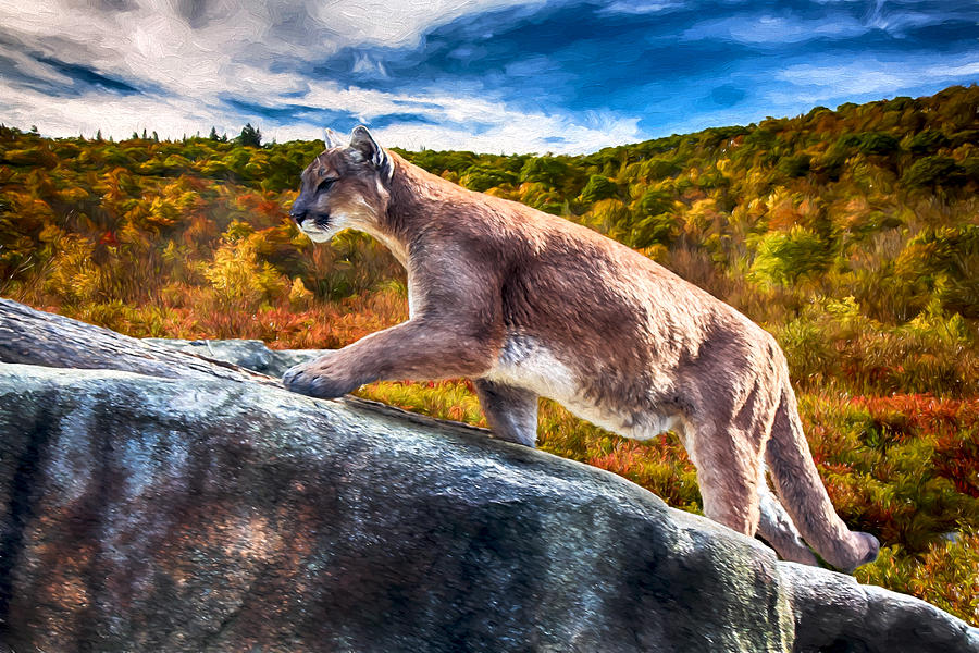 Mountain Lion on the Prowl Digital Art by John Haldane