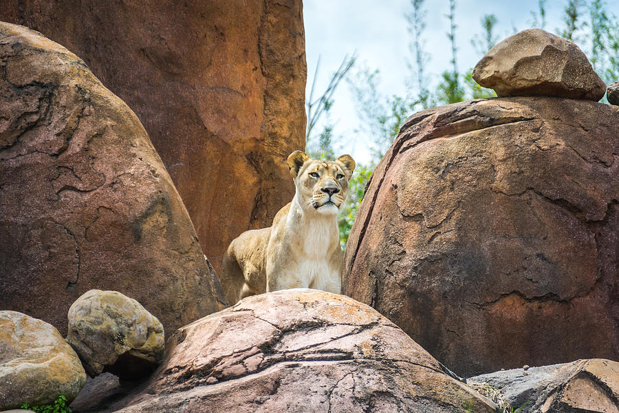Mountain Lion Photograph by Pamela Williams
