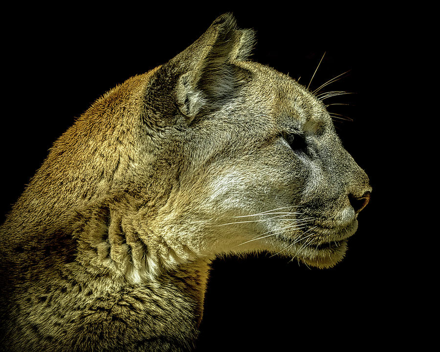 Animal Photograph - Mountain Lion Portrait by Ernest Echols