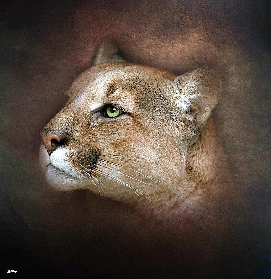 Portrait Mixed Media - Mountain Lion Portrait by Gayle Berry