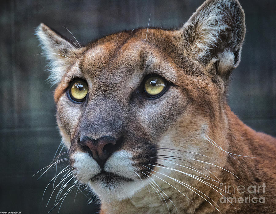 Mountain Lion Portrait  Photograph by Mitch Shindelbower