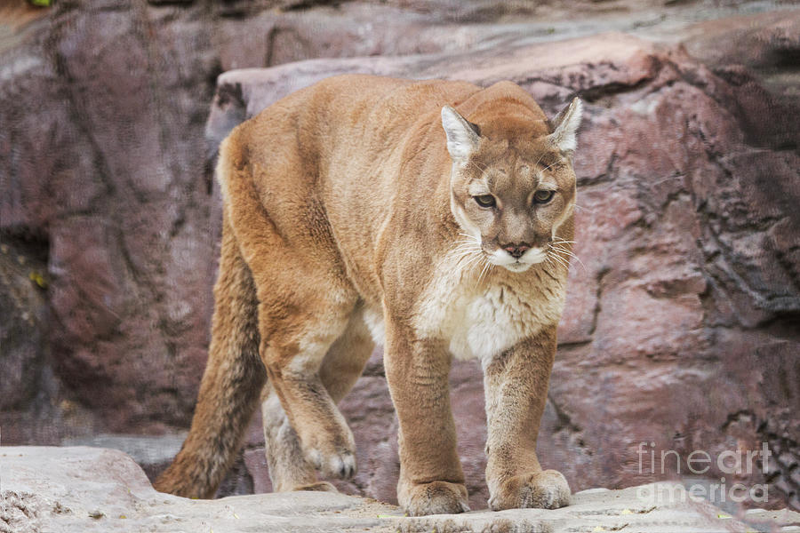 Mountain lion prowl  Photograph by Ruth Jolly