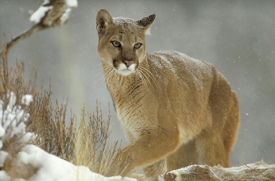 Mountain Lion Puma Concolor Adult Photograph by Tim Fitzharris