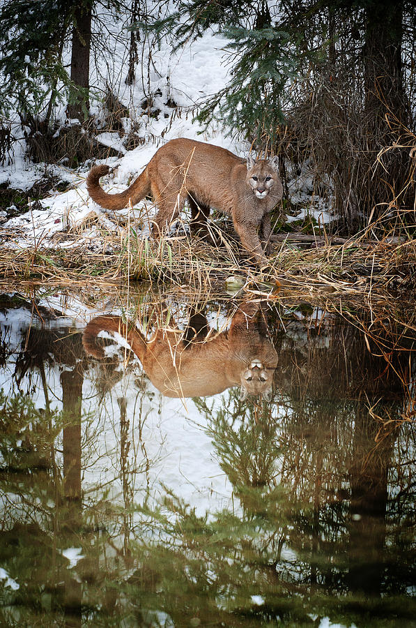 Mountain Lion Reflection Photograph by Scott Read