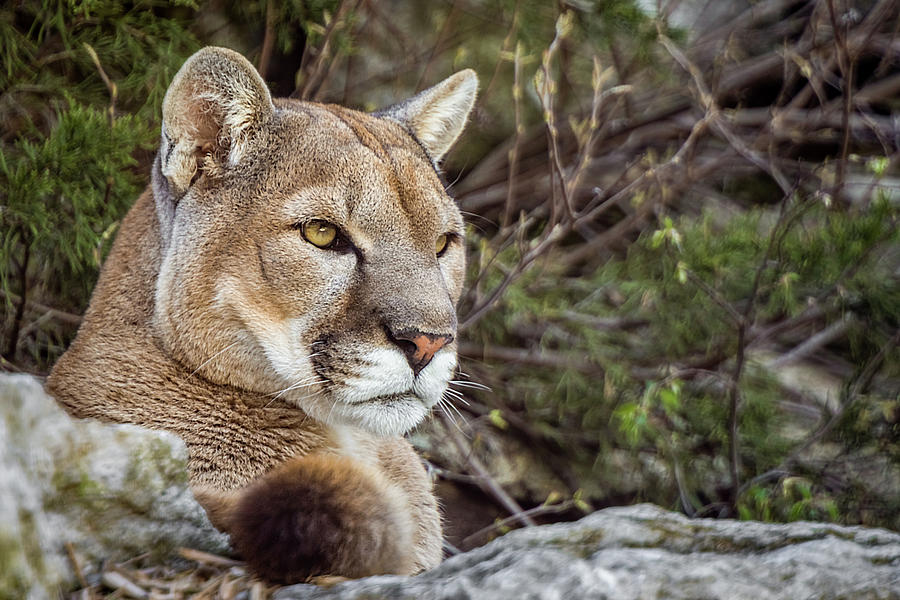 Mountain Lion Photograph by Ron Pate