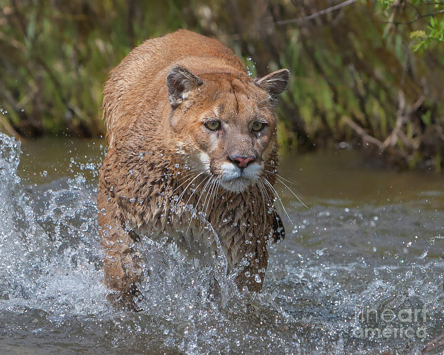 Nature Photograph - Mountain Lion running in Stream by Jerry Fornarotto
