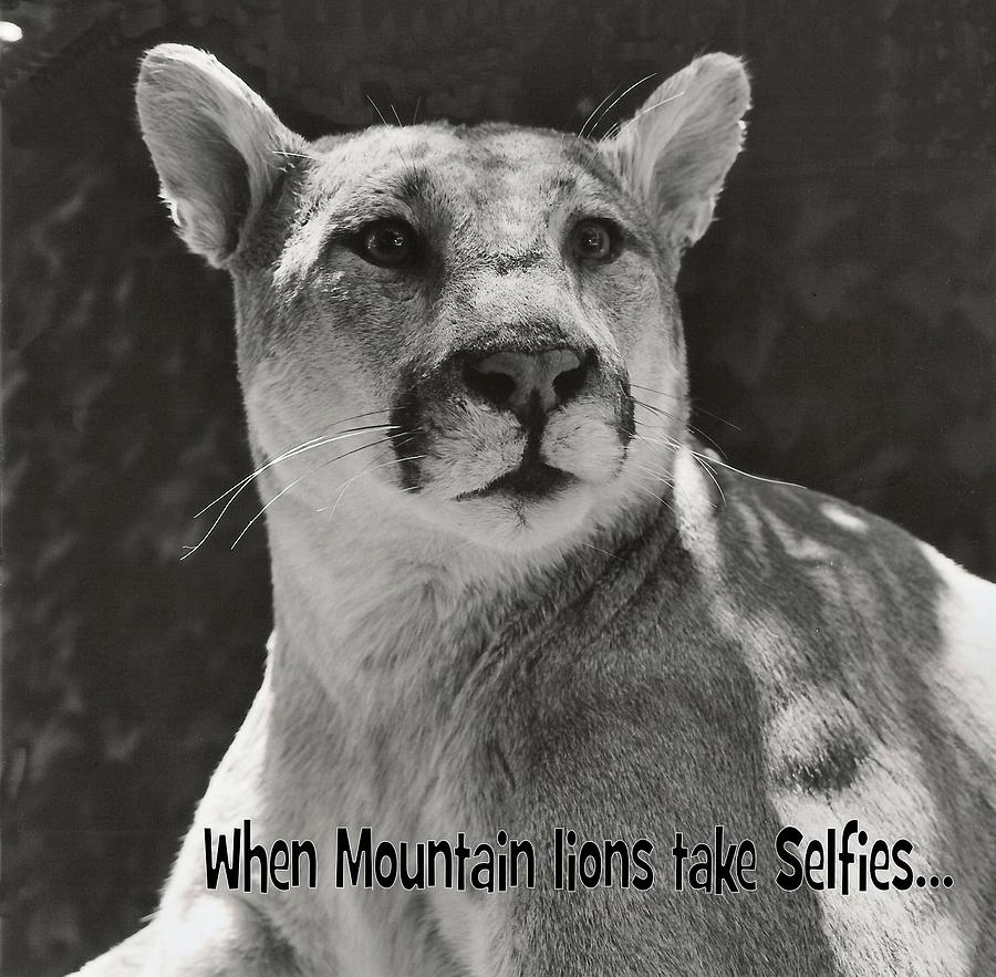 Mountain Lion Selfie Photograph by Laura Smith - Fine Art America