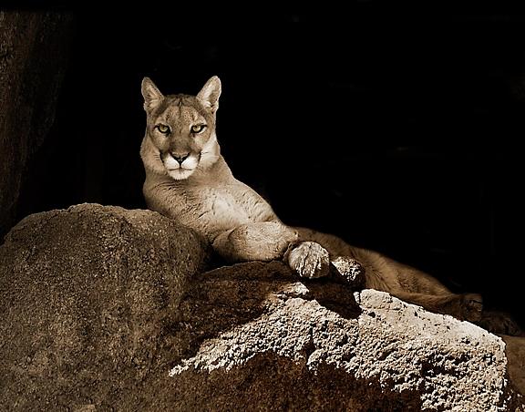 Mountain Lion Photograph by Sid Davis - Fine Art America