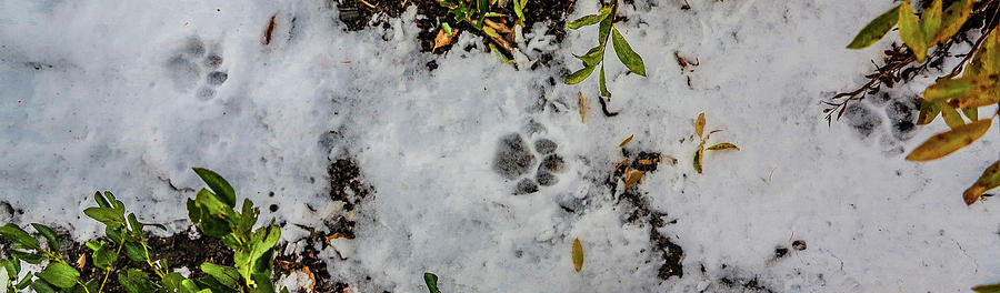 Mountain Lion Tracks in Snow Photograph by Jason Brooks
