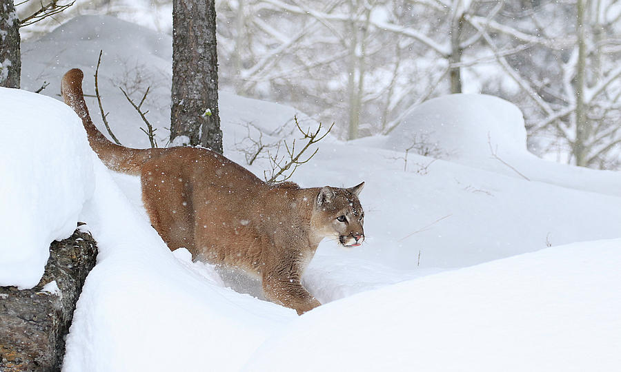 Mountain Lion Winter Photograph by Steve McKinzie
