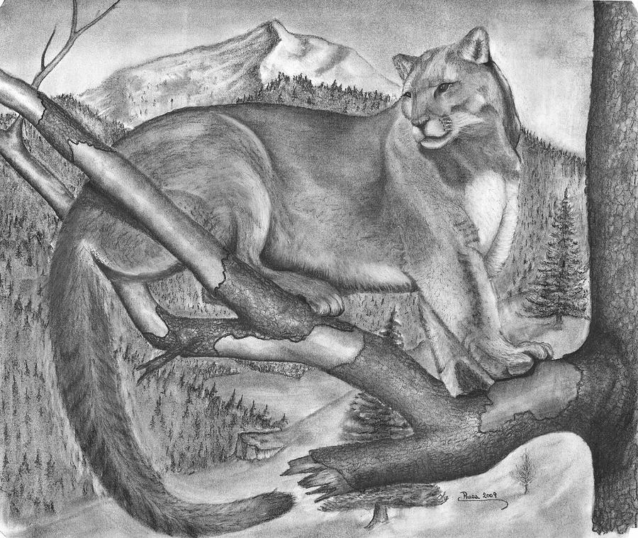 Mountain Lion Wonder Drawing by Russ Smith - Fine Art America