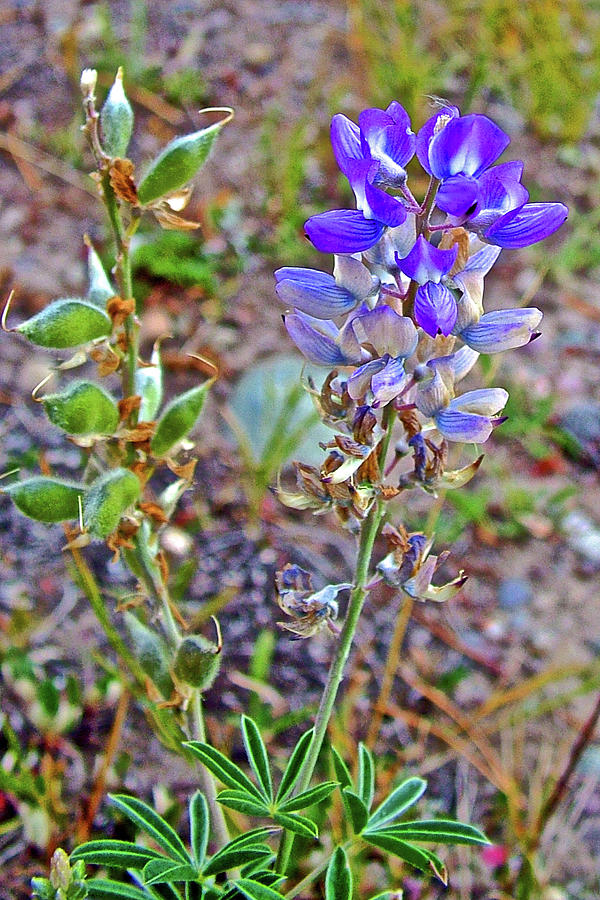 Mountain Lupine and Pods in Grand Tetons National Park, Wyoming Photograph by Ruth Hager