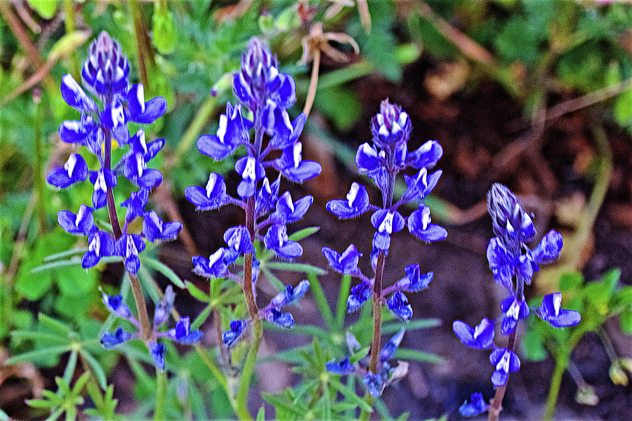 Mountain Lupine in Mariposa, California  Photograph by Ruth Hager