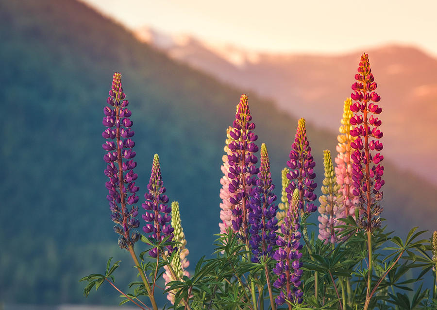 Mountain Lupine Bathed in Light Photograph by Joy McAdams