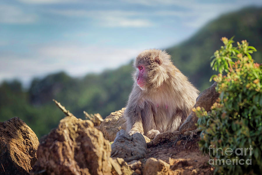 Mountain Macaque Japan Photograph by Karen Jorstad