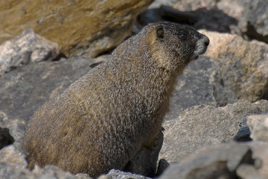 Mountain Marmot Photograph by Richard Henne