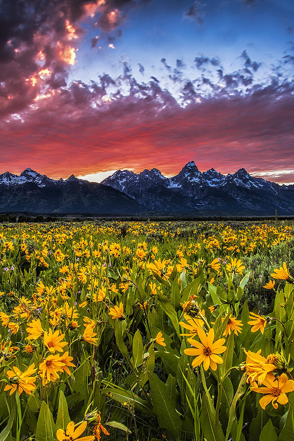 Mountain Meadow Photograph by Andrew Soundarajan