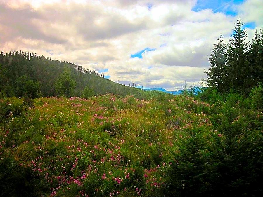 Mountain Meadow Photograph by Betty Buller Whitehead