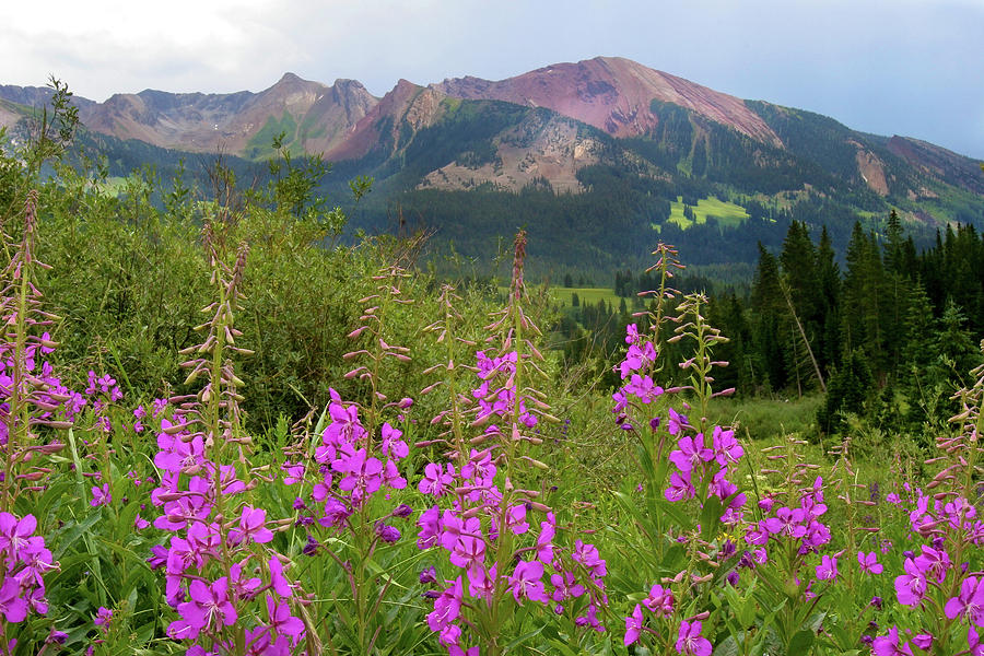 Fine Art Photography Wall Art Mountain Flowers Colorado Wildflower Floral Art Fireweed Closeup Photo Crested Butte Flowers