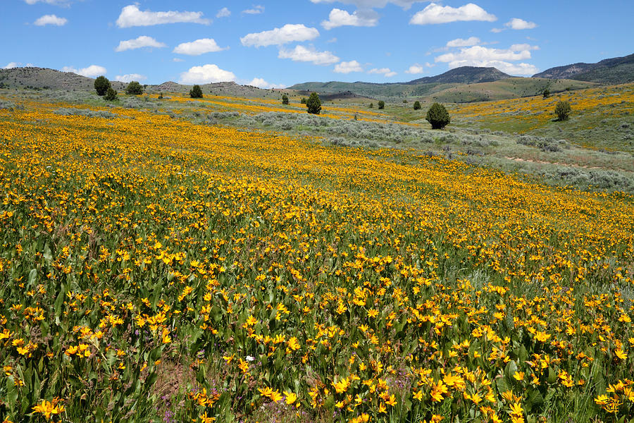 Mountain Meadows of Yellow Wildflowers Photograph by Brett Pelletier