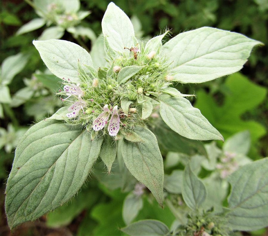 Mountain mint