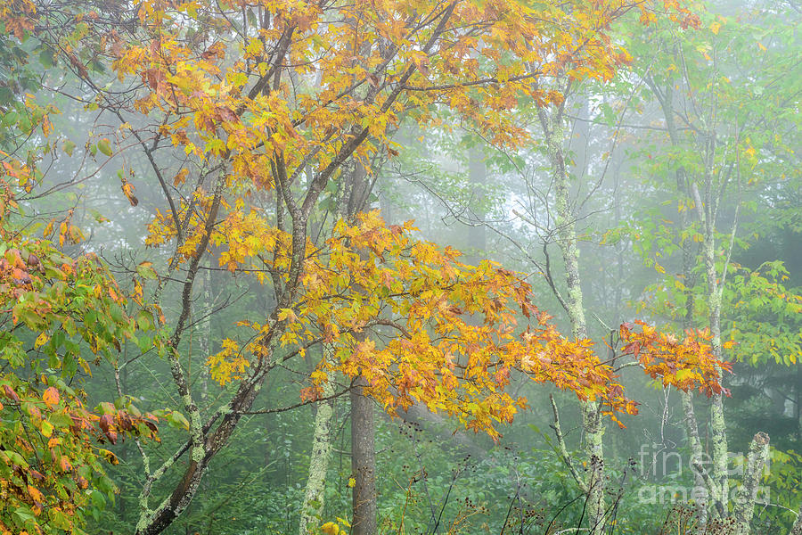 Mountain Mist and Maple Leaves Photograph by Thomas R Fletcher