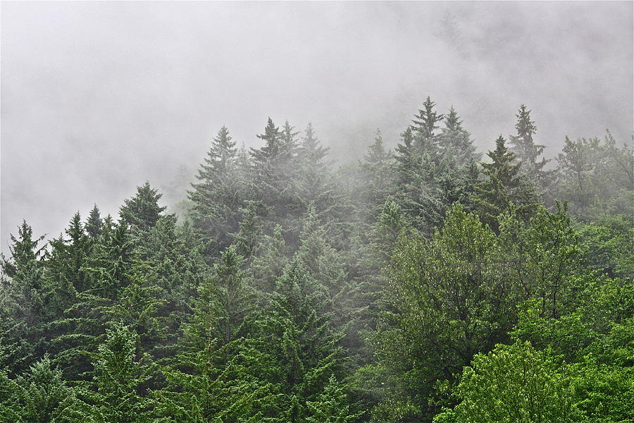 Mountain Mist Photograph by Diana Hatcher