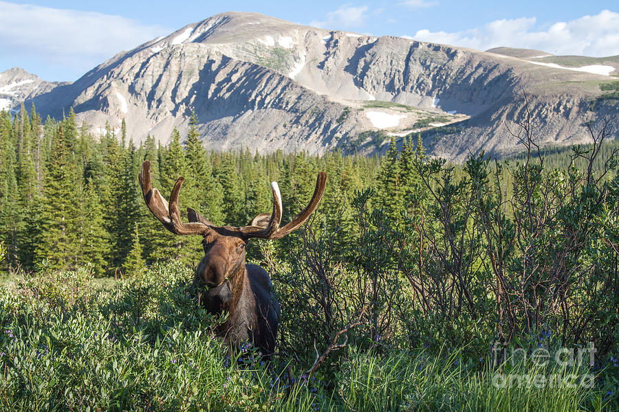 Moose Photograph - Mountain Moose by Chris Scroggins