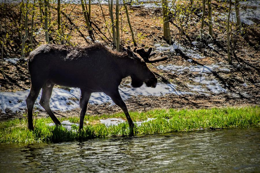 Mountain Moose Photograph by Michael Brungardt