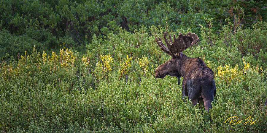 Mountain Moose Photograph by Rikk Flohr