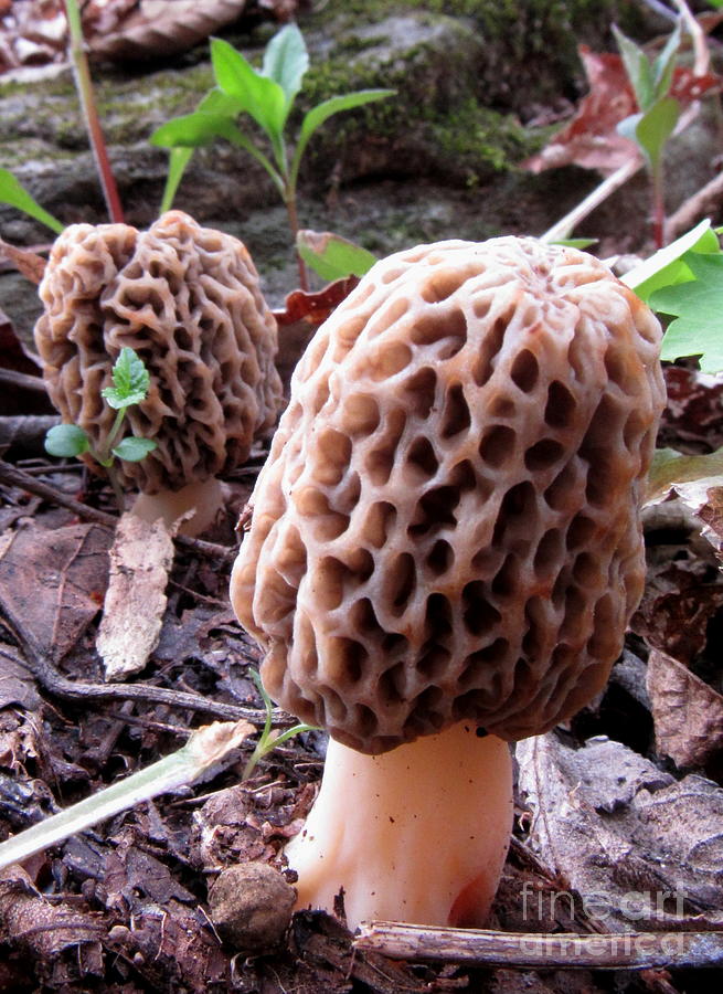 Mountain Morel Mushrooms Photograph by Joshua Bales