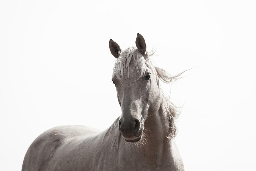 Horse Photograph - Mountain Mustang by Kate Wiltshire
