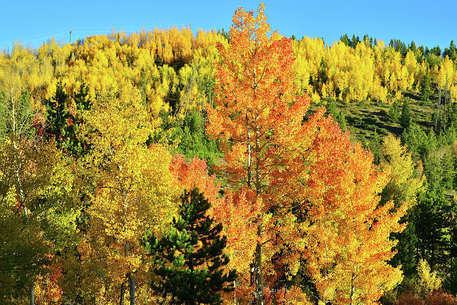 Mountain of Color in Dillon Colorado Photograph by Ray Mathis