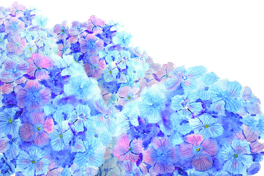 Mountain Of Hydrangea Watercolor  Painting by Color Color