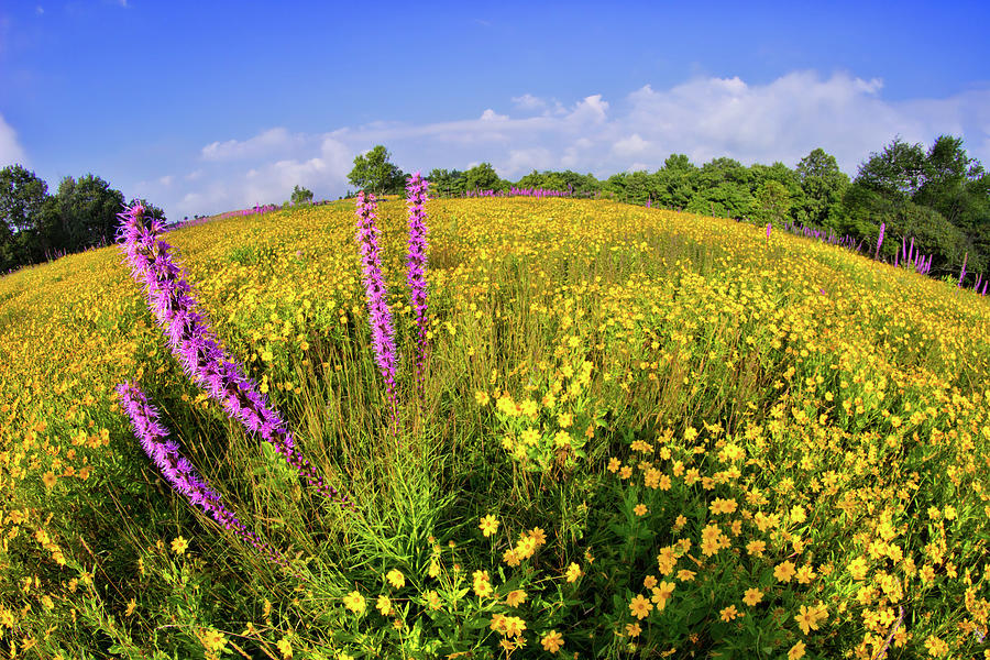 Mountain Of Summer Flowers In The Blue Ridge Photograph by Dan Carmichael
