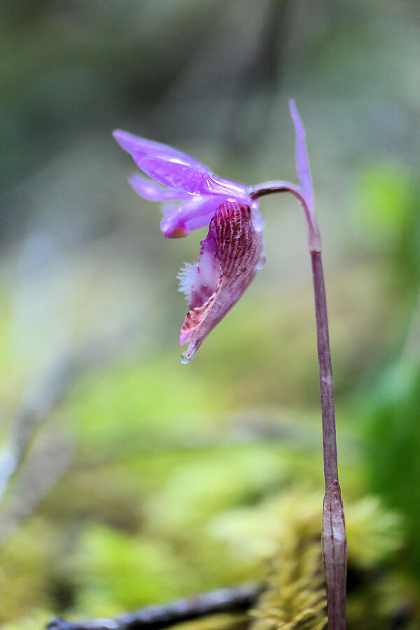 Mountain Orchid on the forest floor Photograph by Jeff Swan