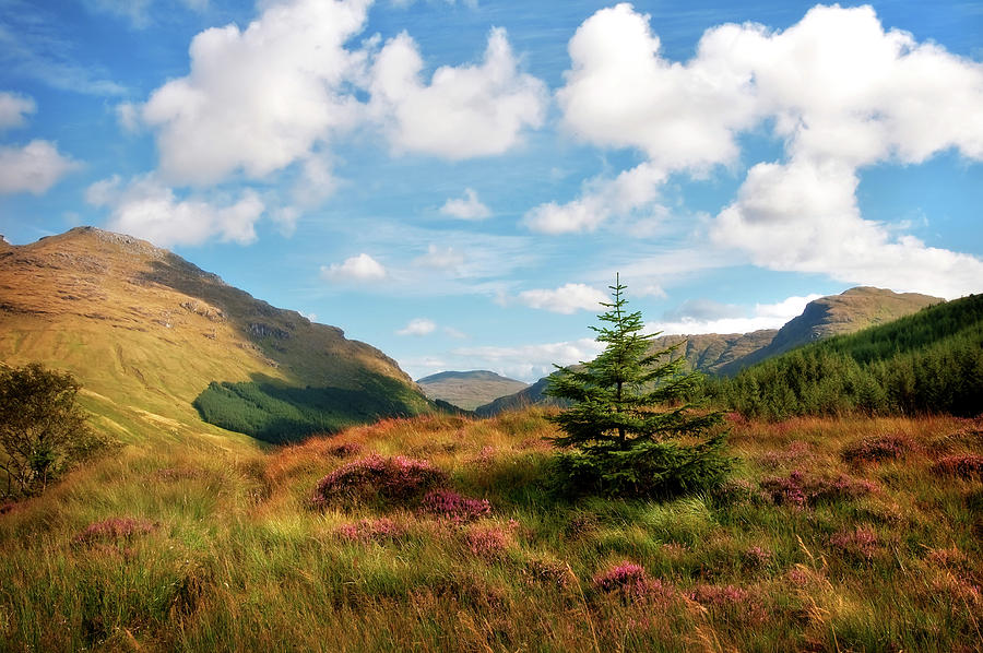 Nature Photograph - Mountain Pastoral. Rest and Be Thankful. Scotland by Jenny Rainbow