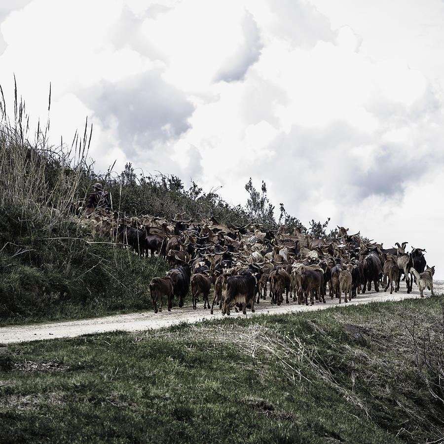 Sheep Photograph - Mountain Path by Edgar Laureano