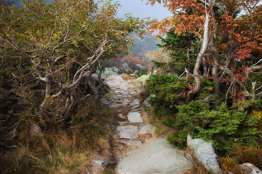 Mountain Path in Autumn Photograph by Artur Bogacki